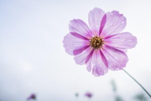 cosmos flower, purple, flower